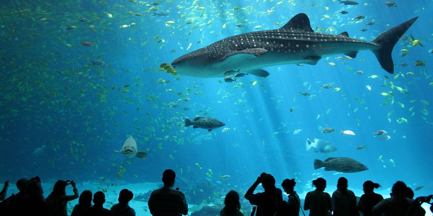 The picture of the Saw Fish in the Georgia Aquarium swimming in the Ocean Voyager Tank.
