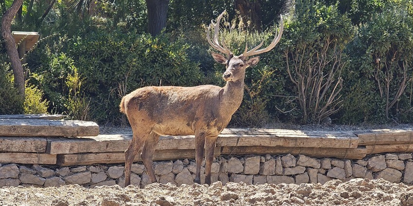View of a sprawling natural park with over 1,200 animals - one of the best things to do in Izmir, Turkey.