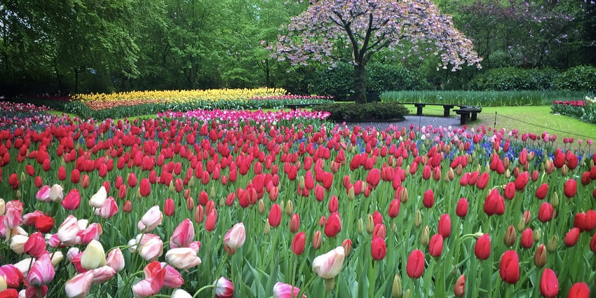 Things to see in Amsterdam in April include spring tulips in colourful display at Keukenhof Gardens, Netherlands.