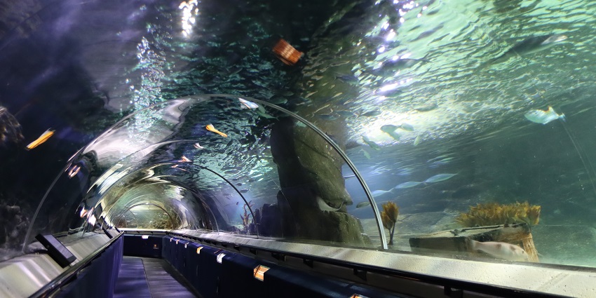 This aquarium experience shouldn’t be missed among things to do in Auckland.