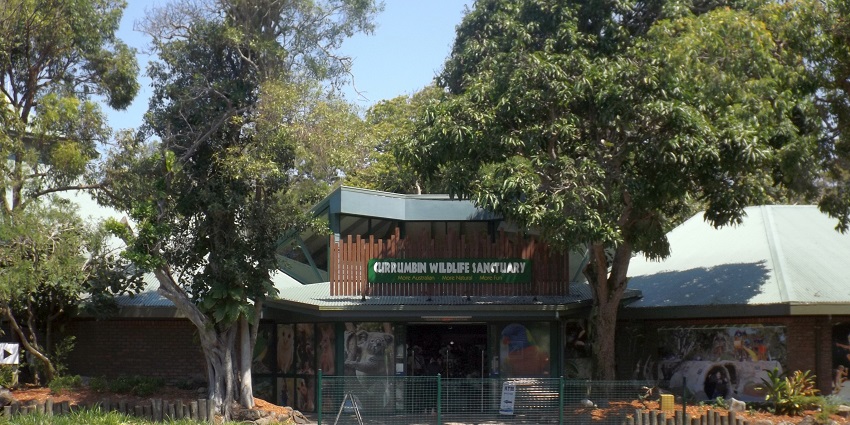 Explore wildlife in Currumbin is one of the amazing things to do in the Gold Coast Australia.