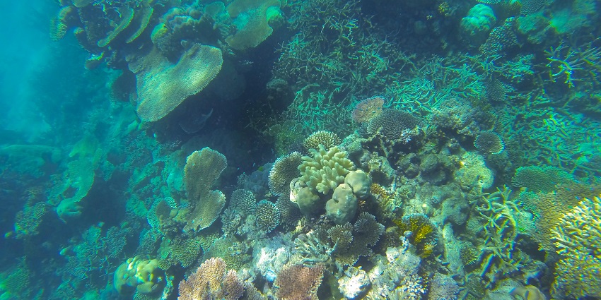 visit the Great Barrier Reef, One of the top things to do in Cairns