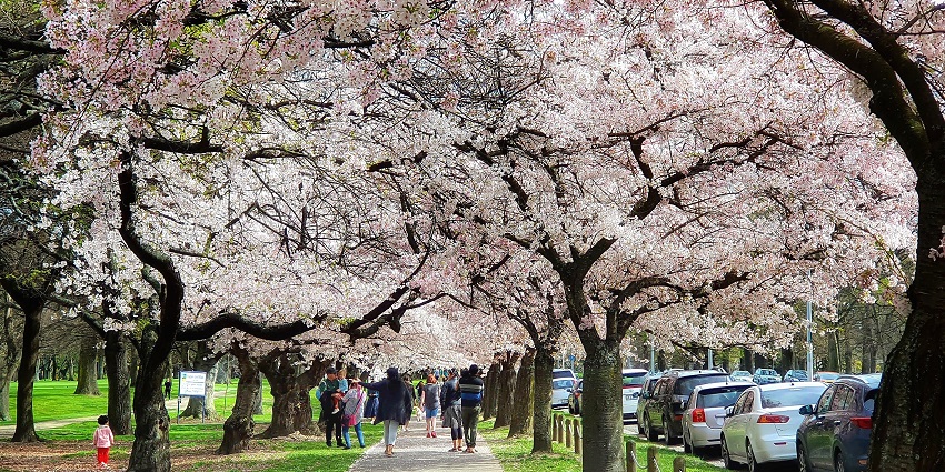 A beautiful view of the cherry blossoms at Hagley Park North.