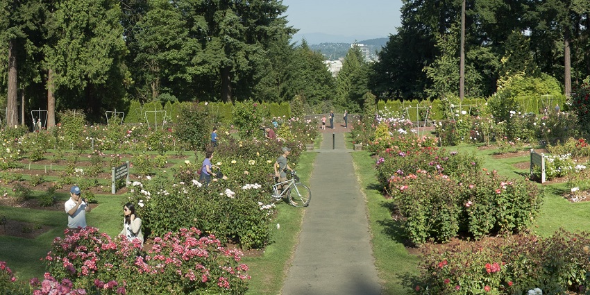 Visitors enjoy the beauty of the International Rose Test Garden in Portland, Oregon.