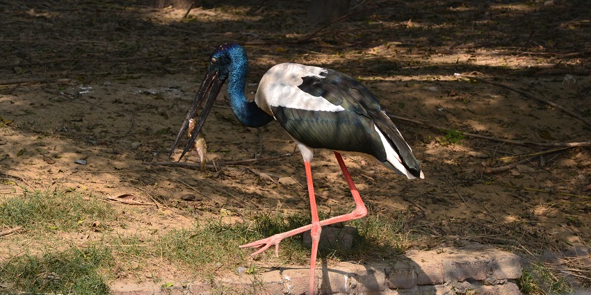 A view of the Lucknow Zoo, hosting various exotic animals in clean enclosures.