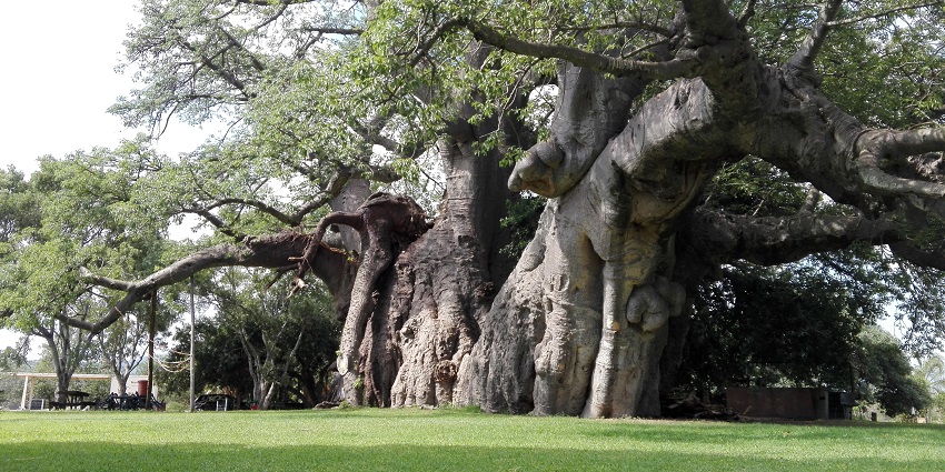 A visit to see the giant Baobab trees is one of the things to do in Madagascar