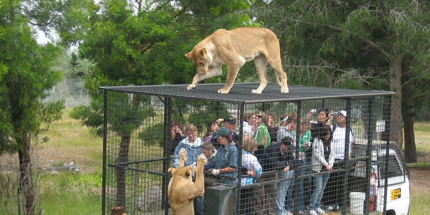 Feeding the lions in Orana Wildlife is an adventurous activity.