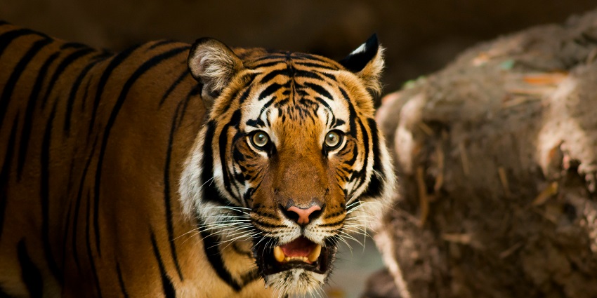 A picture of the serene Pilibhit Tiger Reserve, one of the best places to visit in Bareilly.