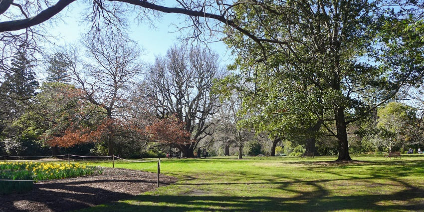 A view of the Oak Lawn at the Royal Botanical Gardens in Melbourne