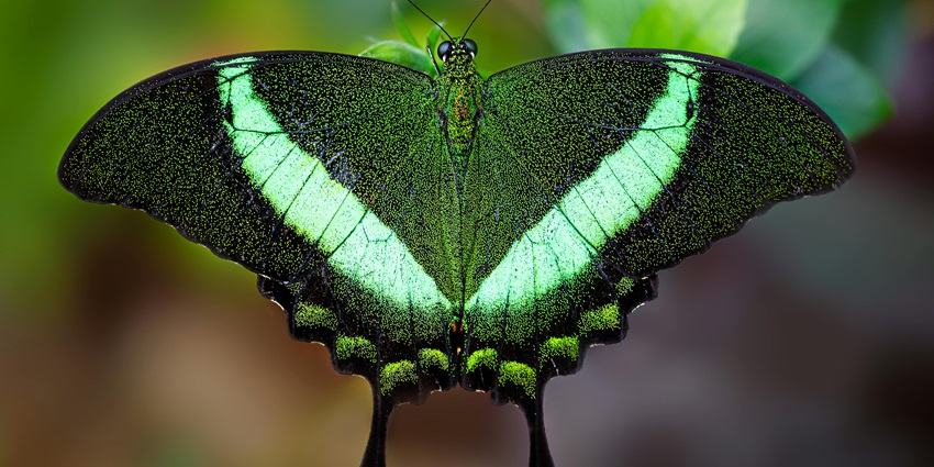 This wildlife sanctuary has a varied amount of flora and fauna.