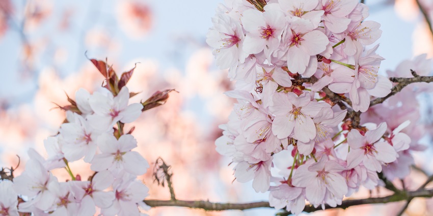Things to see in Amsterdam in April include spring blossoms.