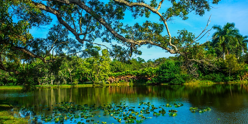 Lush green Fairchild Tropical Botanic garden with clean blue water and plenty of floaters.