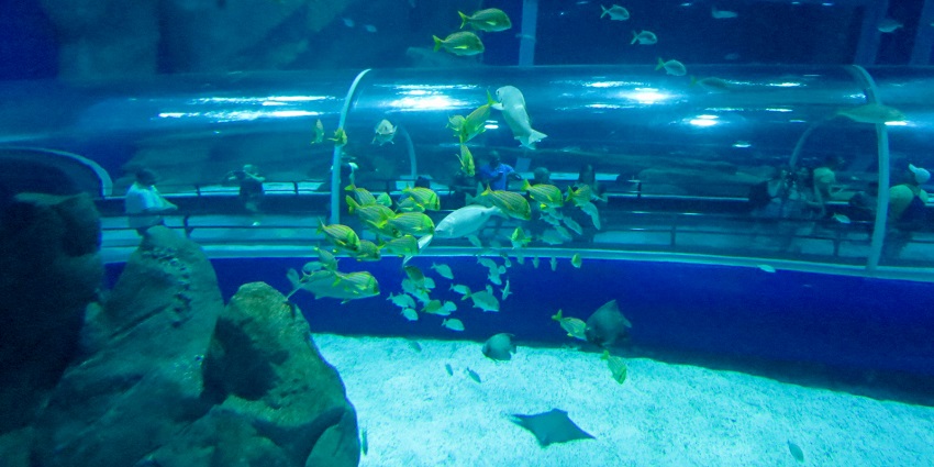 Fakieh Aquarium is a popular aquarium showcasing marine life with interactive exhibits and shows.