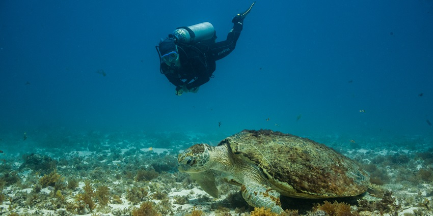 Underwater diving at one of the Brazil Beaches to get a glimpse of sea turtles