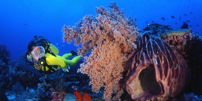 Fish rock cave, a place for scuba diving in Australia tucked away in the South West.