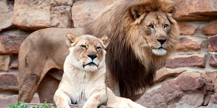 An image of a majestic lion and lioness relaxing together in a Fort Worth Zoo enclosure