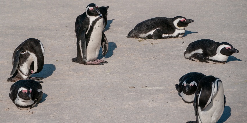 Tourist enjoying the sight of penguins at the Foxy beach near Boulder beach