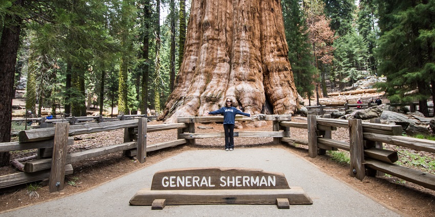 An image of a visitor in front of the General Sherman Tree.