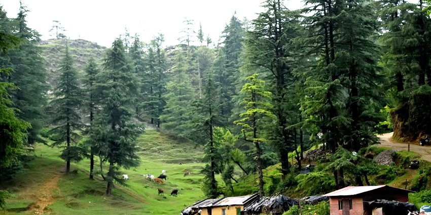 Enjoy trekking in Dehradun leading to historic George Everest Peak viewpoint.