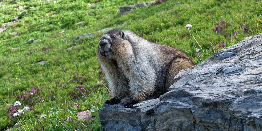 An image of the Hoary Marmot taken inside the Glacier National Park in Montana