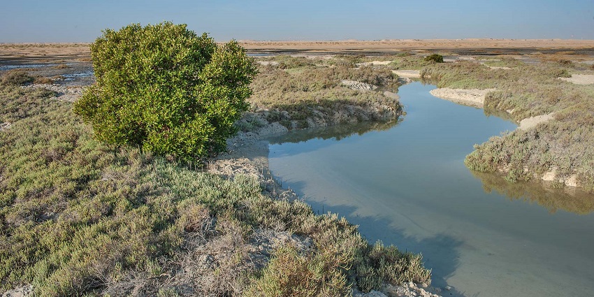 Things to see in Doha in December include birdwatching at Mangroves.