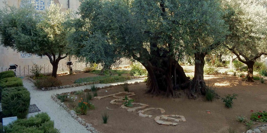 Gethsemane is a tranquil garden offering peaceful reflection and connection to biblical history.