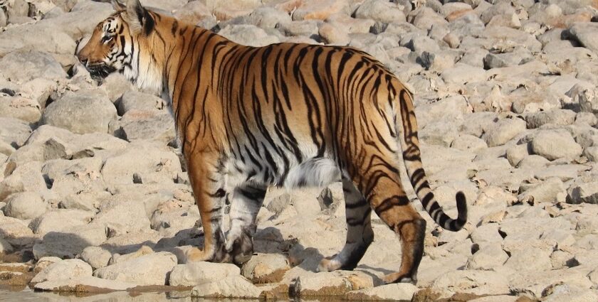 An image of the lush environment of Gorewada Jungle Safari, showcasing diverse wildlife.