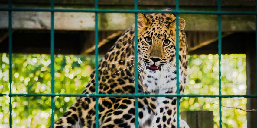 A picture of the enclosures at Gorewada Zoo, home to tigers, leopards, and various birds.