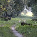 An image of a roadway for tourists in Gorumara Jungle Safari to explore the deep and vast nature.