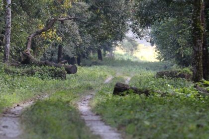 An image of a roadway for tourists in Gorumara Jungle Safari to explore the deep and vast nature.