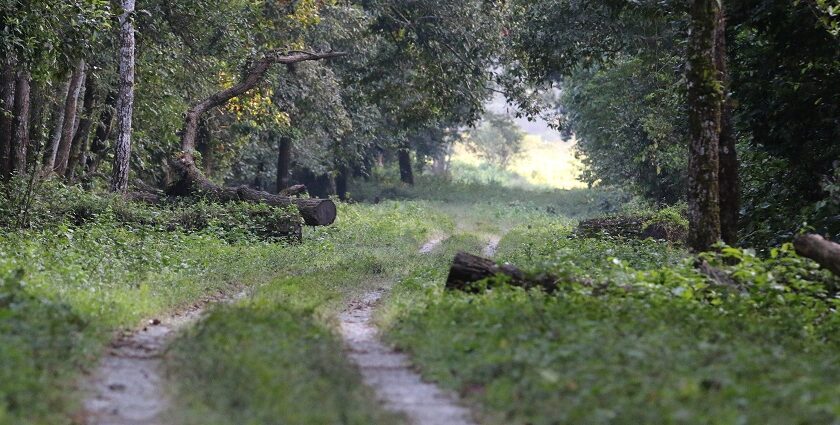 An image of a roadway for tourists in Gorumara Jungle Safari to explore the deep and vast nature.