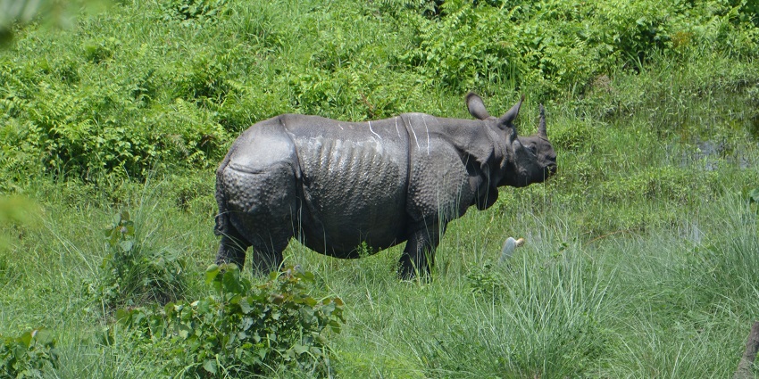 A picture of a rhinoceros at Gorumara National Park in West Bengal.