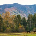 An image of the entrance sign to Great Smoky Mountains National Park with greenery