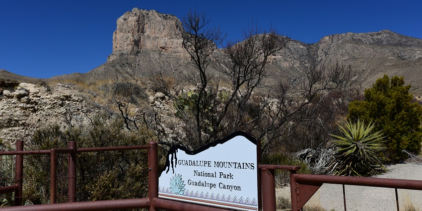 The photo of the Eastern Fence Lizard in Guadalupe Mountains National Park in Texas.