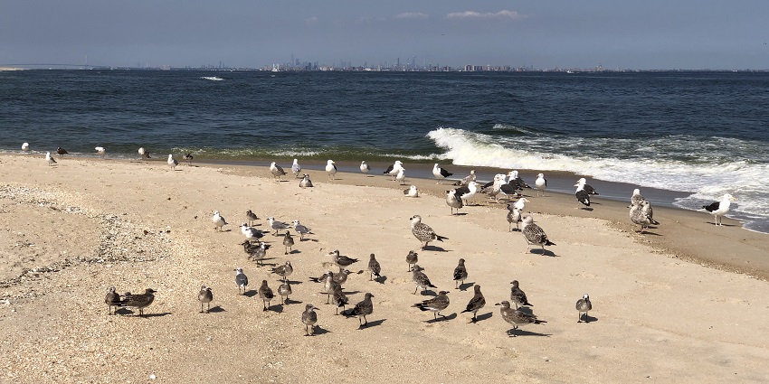 A flock of birds is roaming on the golden sand of Gunnison Beach near the blue waves