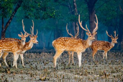 An image of the Haliday Island Wildlife Sanctuary, showcasing its diverse wildlife.