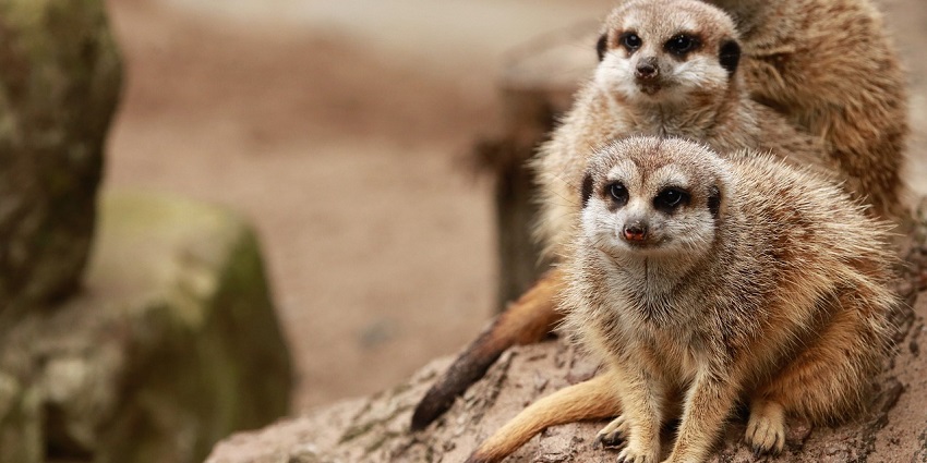 Meet 160 species in scenic Grampians at Halls Gap zoos in Australia