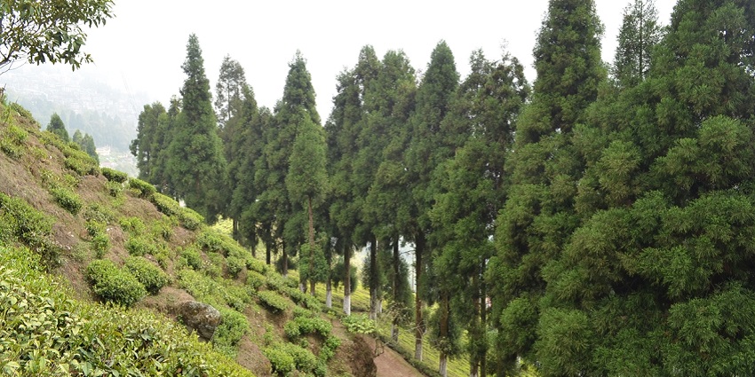 A picture of tea gardens at Happy Valley Tea Estate, one of the Darjeeling picnic places.
