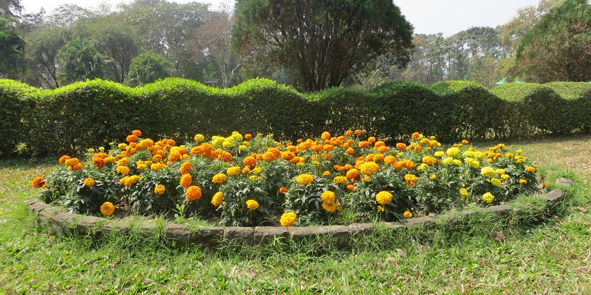Flowers at Hatipur Park, a beautiful park that offers a view of the natural beauty.