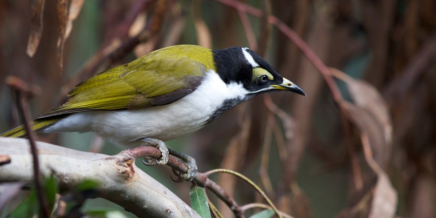 Discover the bird species at Healesville Sanctuary, one of the places to visit in Melbourne.