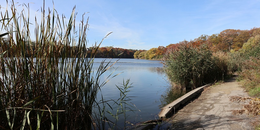 A view of the Grenadier pond that has ducks on its surface and falls under the High Park.