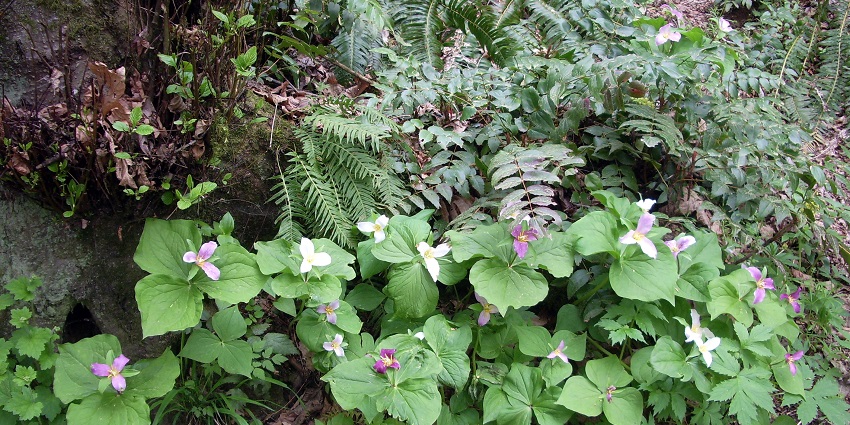 Take a stroll amidst the various colourful flowers bloom at the Forest Park in Portland, Oregon.