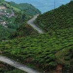 Tea estates in one of the hill stations in West Bengal.