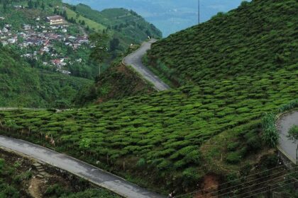 Tea estates in one of the hill stations in West Bengal.