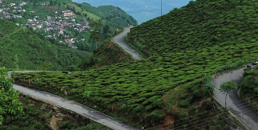 Tea estates in one of the hill stations in West Bengal.