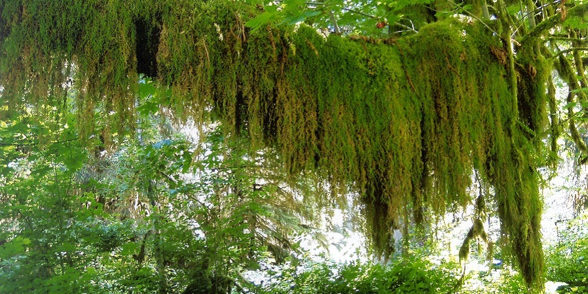 An image of Epiphytic spikemoss in the Hoh Rain Forest, Olympic National Park.