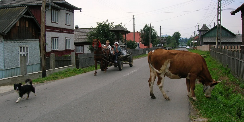 A street in Bucovina with houses, a cow eating grass and men riding a horse cart