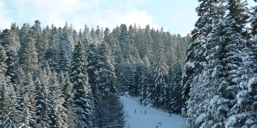 Ski riding track on Borovets covered in snow and tall trees covered in the snow