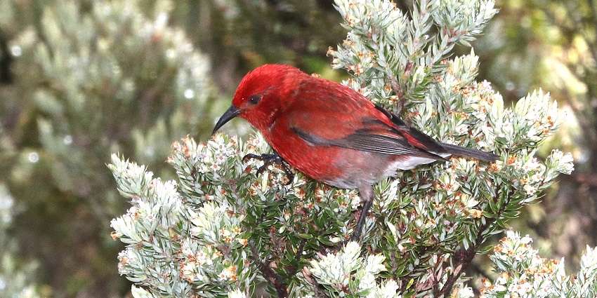 Apapane bird perched on a tree branch in Hosmer Grove, Haleakala National Park, Maui.