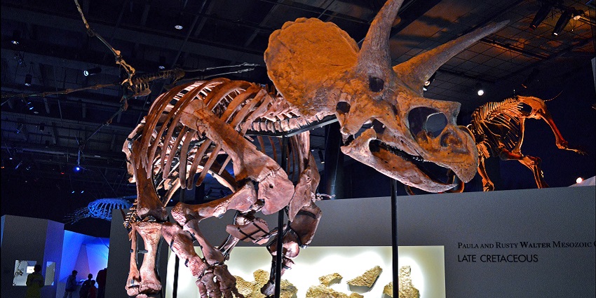 Interior of Houston Museum of Natural Science showcasing triceratops specimen skeleton